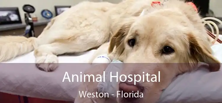 Animal Hospital Weston - Florida