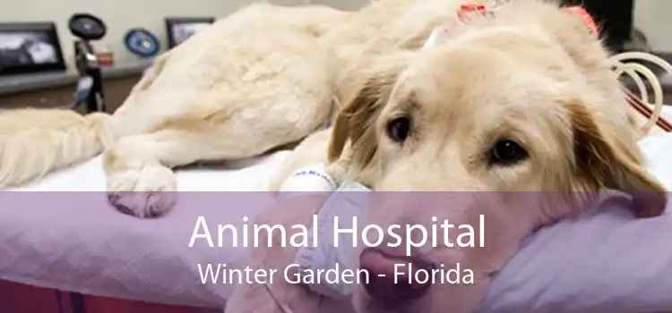 Animal Hospital Winter Garden - Florida