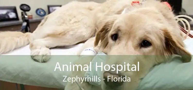 Animal Hospital Zephyrhills - Florida
