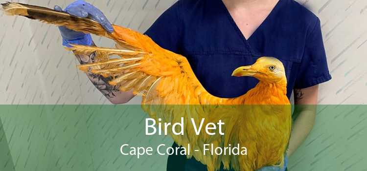 Bird Vet Cape Coral - Florida