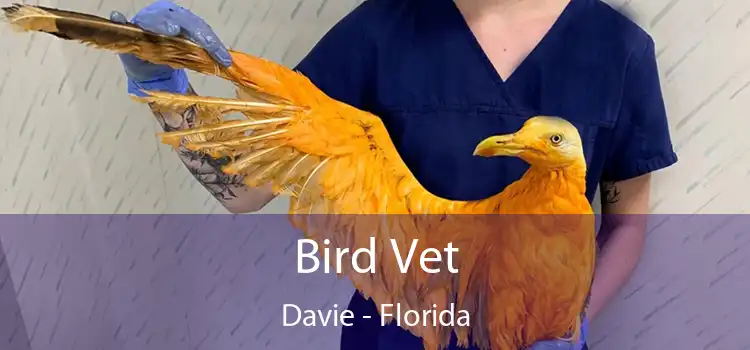 Bird Vet Davie - Florida