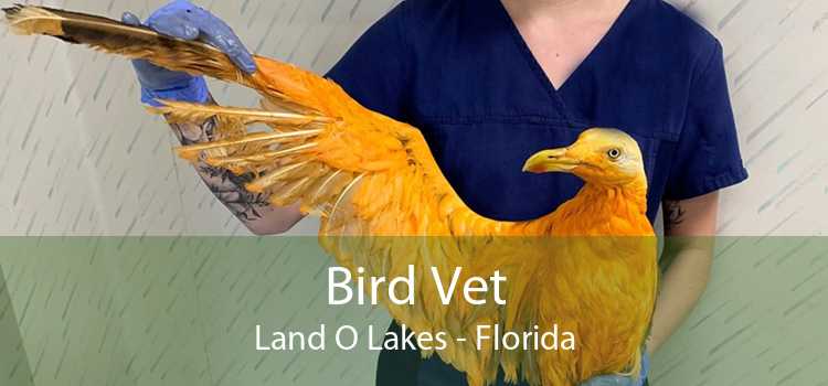 Bird Vet Land O Lakes - Florida