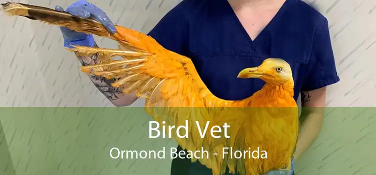 Bird Vet Ormond Beach - Florida