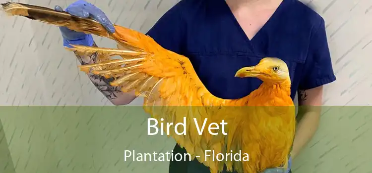 Bird Vet Plantation - Florida