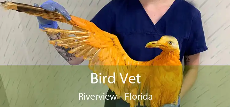 Bird Vet Riverview - Florida