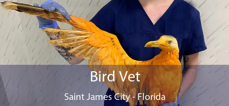 Bird Vet Saint James City - Florida