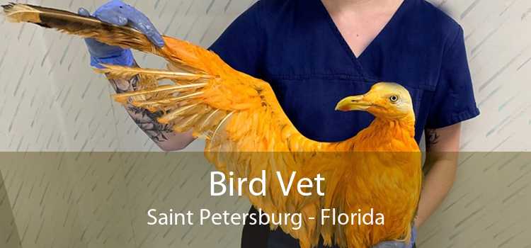 Bird Vet Saint Petersburg - Florida