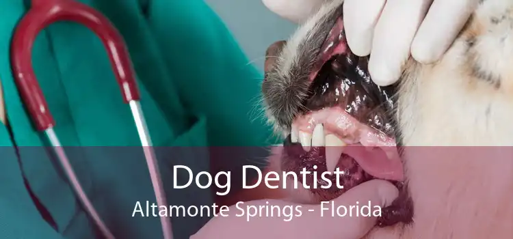 Dog Dentist Altamonte Springs - Florida