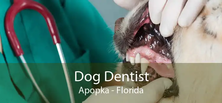 Dog Dentist Apopka - Florida