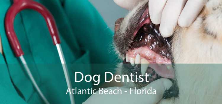 Dog Dentist Atlantic Beach - Florida