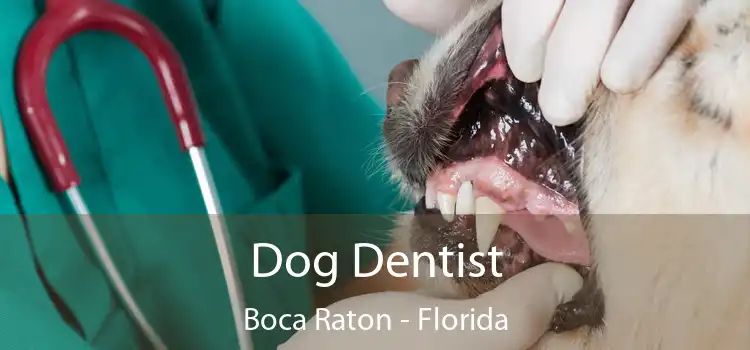 Dog Dentist Boca Raton - Florida