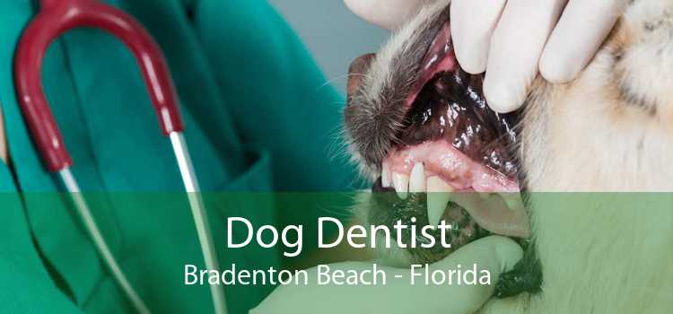Dog Dentist Bradenton Beach - Florida
