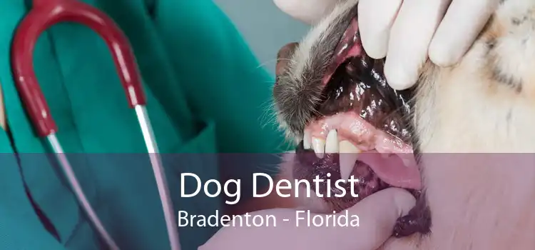 Dog Dentist Bradenton - Florida