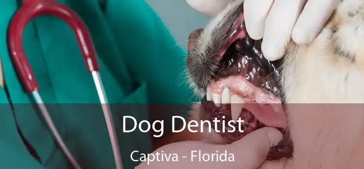 Dog Dentist Captiva - Florida