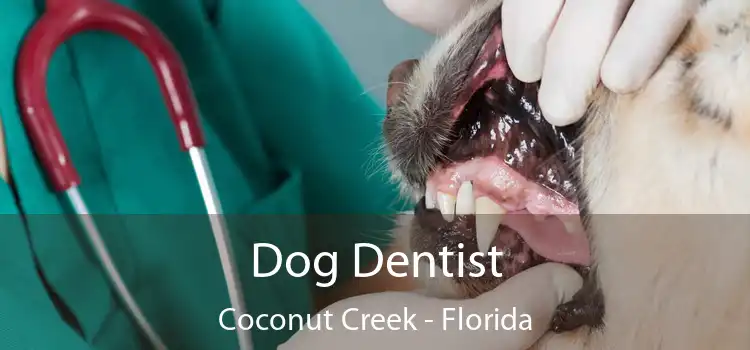 Dog Dentist Coconut Creek - Florida