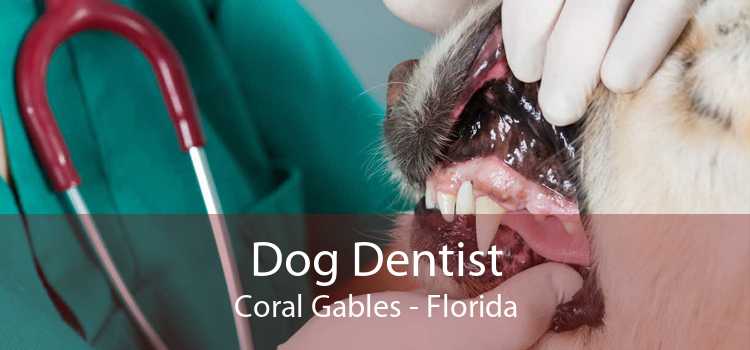 Dog Dentist Coral Gables - Florida