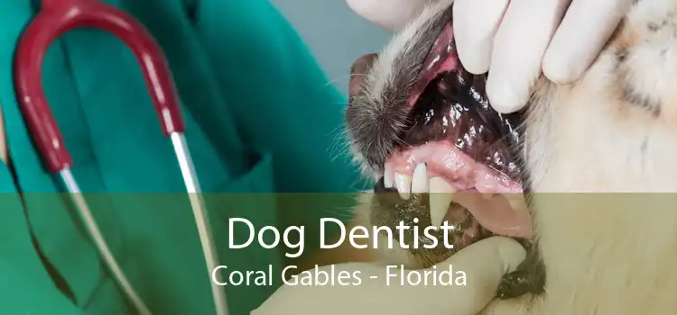 Dog Dentist Coral Gables - Florida