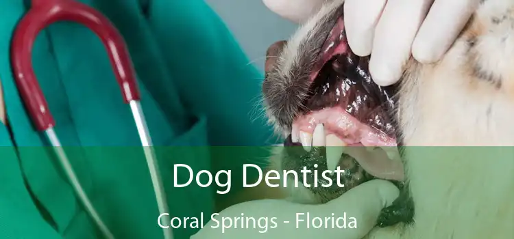 Dog Dentist Coral Springs - Florida