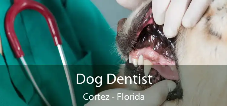 Dog Dentist Cortez - Florida