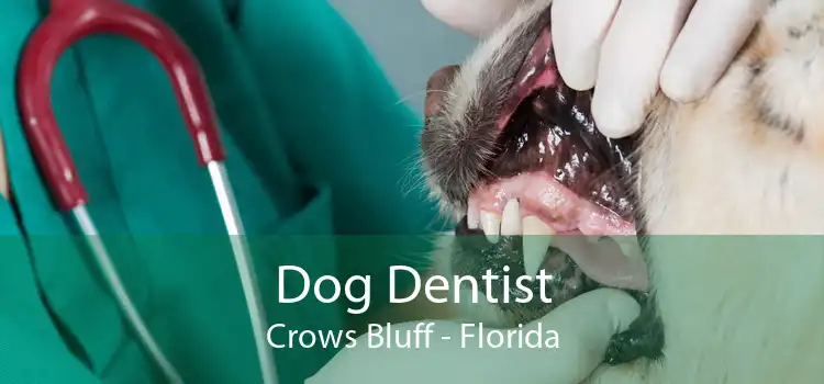 Dog Dentist Crows Bluff - Florida