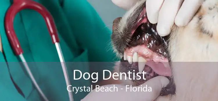 Dog Dentist Crystal Beach - Florida