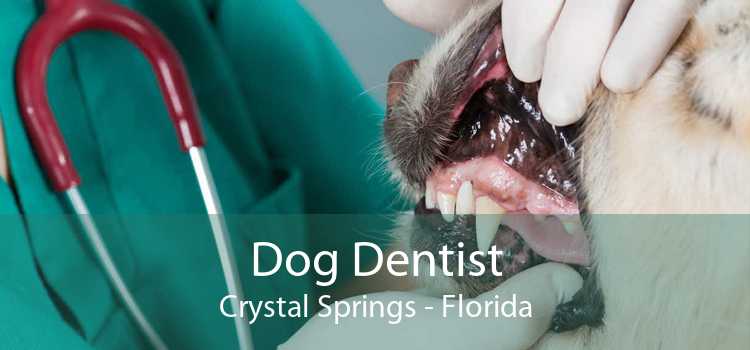 Dog Dentist Crystal Springs - Florida