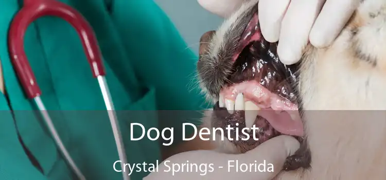 Dog Dentist Crystal Springs - Florida