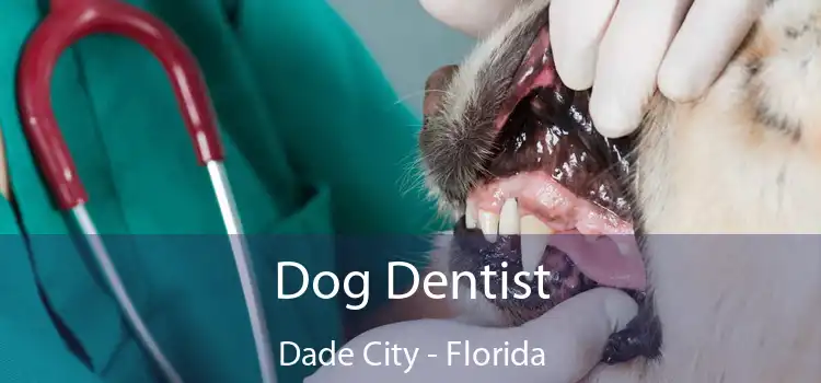 Dog Dentist Dade City - Florida