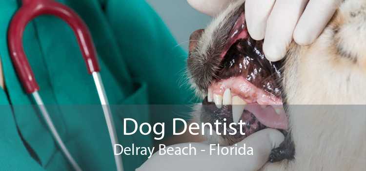 Dog Dentist Delray Beach - Florida