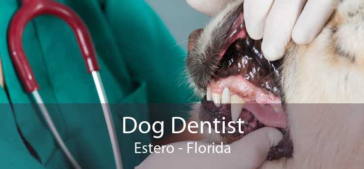 Dog Dentist Estero - Florida