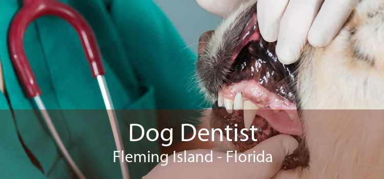 Dog Dentist Fleming Island - Florida
