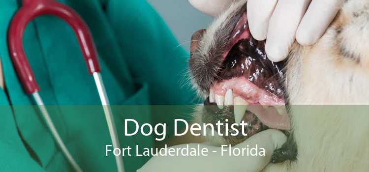 Dog Dentist Fort Lauderdale - Florida
