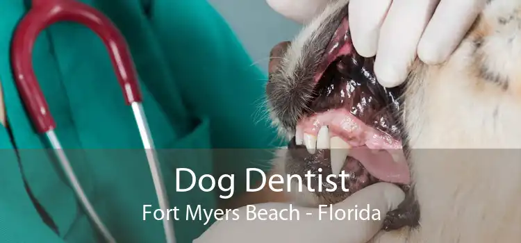 Dog Dentist Fort Myers Beach - Florida
