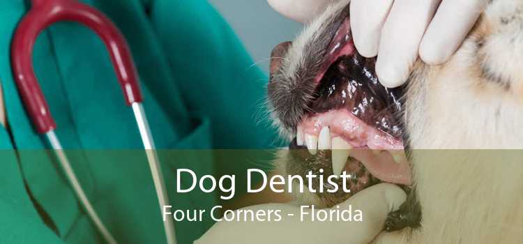 Dog Dentist Four Corners - Florida