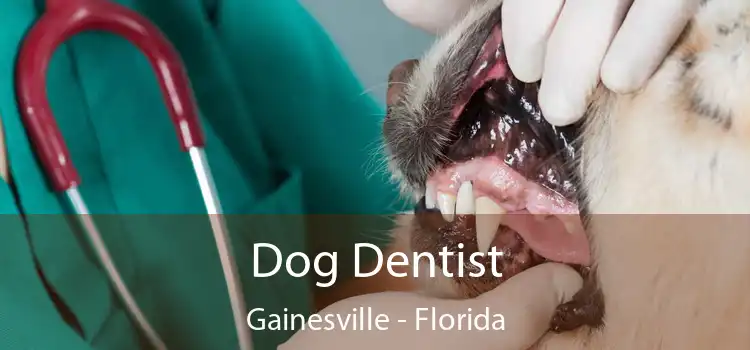 Dog Dentist Gainesville - Florida