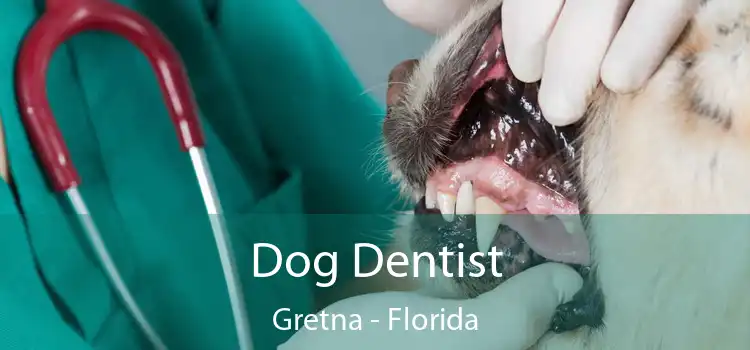 Dog Dentist Gretna - Florida