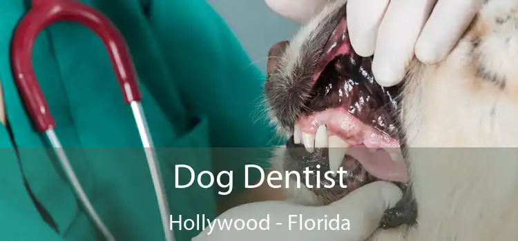 Dog Dentist Hollywood - Florida