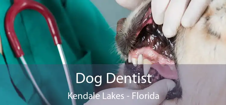 Dog Dentist Kendale Lakes - Florida