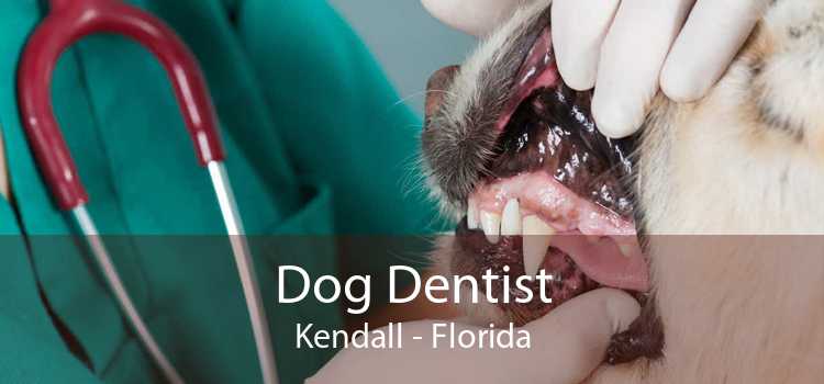 Dog Dentist Kendall - Florida