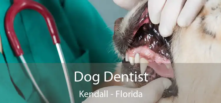 Dog Dentist Kendall - Florida