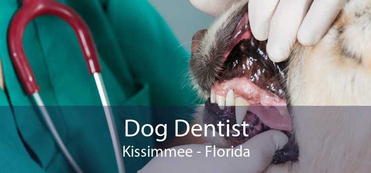 Dog Dentist Kissimmee - Florida
