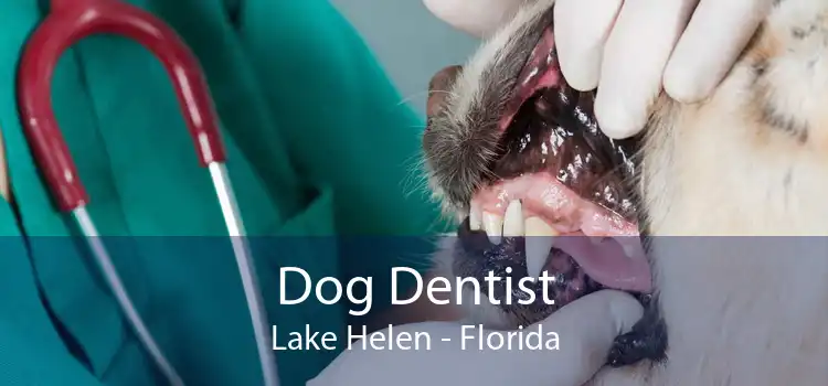 Dog Dentist Lake Helen - Florida