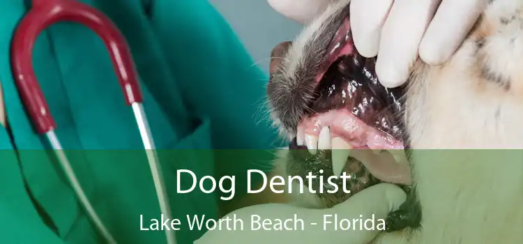 Dog Dentist Lake Worth Beach - Florida