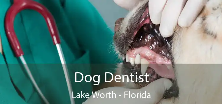 Dog Dentist Lake Worth - Florida