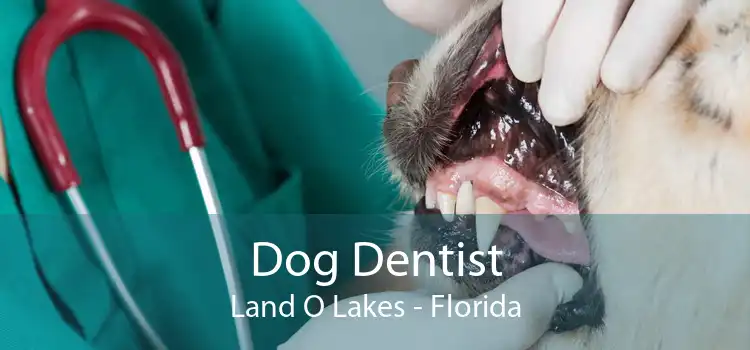 Dog Dentist Land O Lakes - Florida