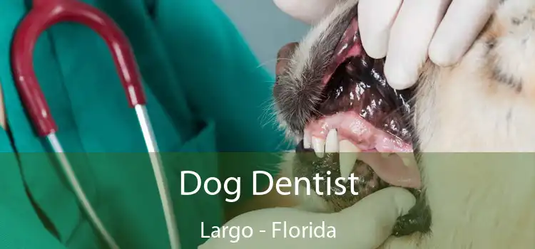Dog Dentist Largo - Florida