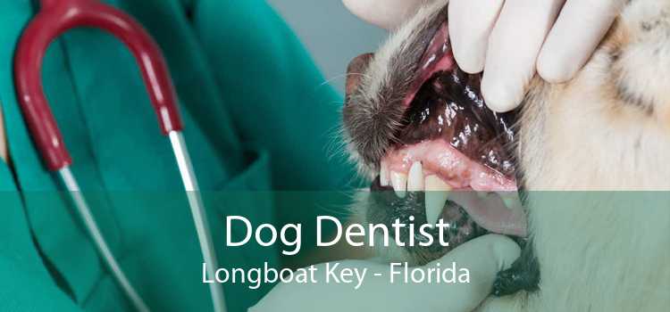 Dog Dentist Longboat Key - Florida