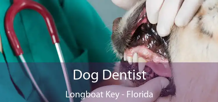 Dog Dentist Longboat Key - Florida