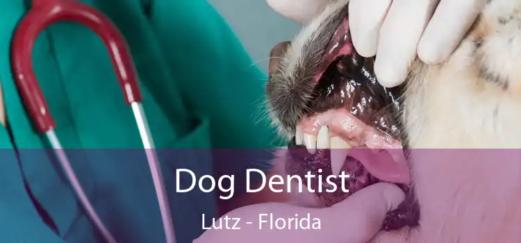 Dog Dentist Lutz - Florida