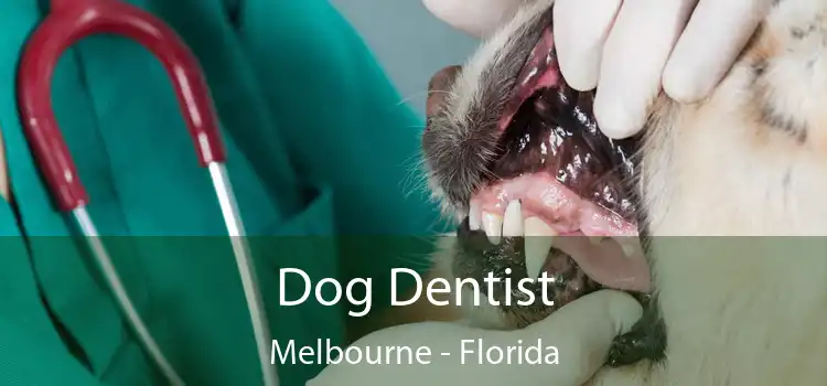 Dog Dentist Melbourne - Florida